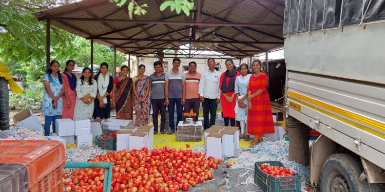 भावंडांनी काढले एकरी १० टन निर्यात क्षमतेचे डाळींब; २० वर्षांपासून डाळिंब उत्पादनात