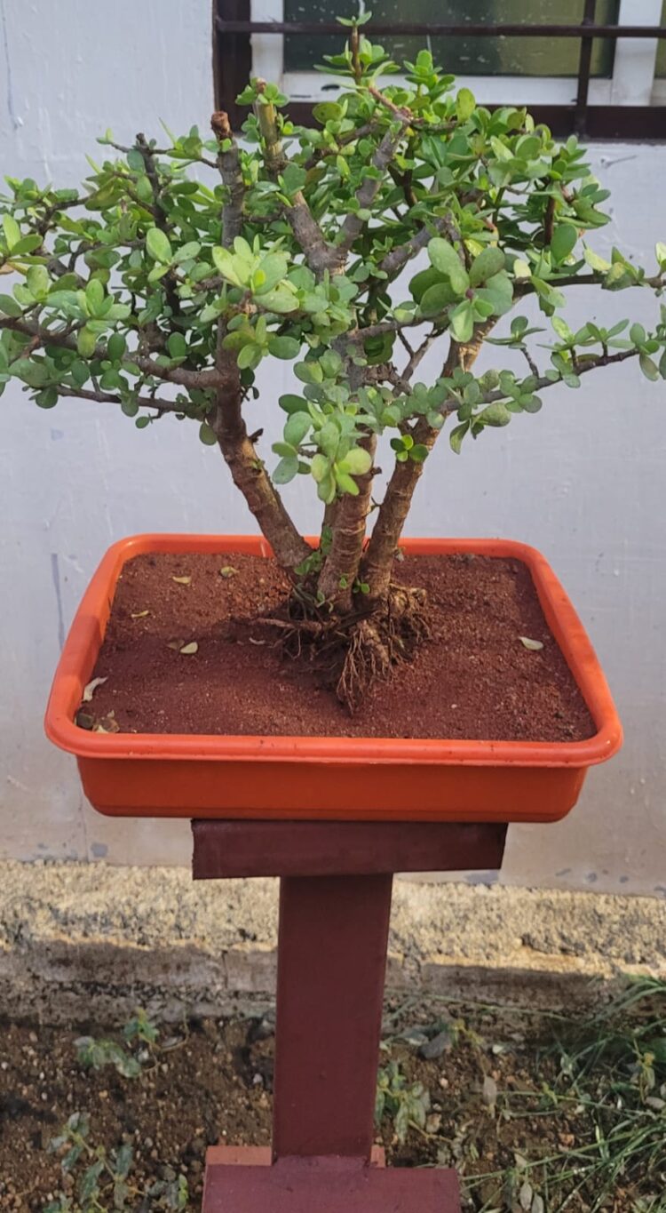 सोलापूरात डिसेंबरमध्ये बोन्साय प्रदर्शनाचे आयोजन