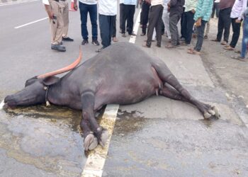 मालवाहतूक ट्रकच्या धडकेने ५ गाभण म्हशी मृत्युमुखी; सोलापूर तुळजापूर मार्गावरील दुर्घटना