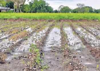 राज्यात अवकाळीमुळे १३७९ कोटींचे नुकसान, शेतकऱ्यांना मदतीची अपेक्षा