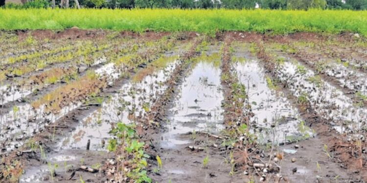राज्यात अवकाळीमुळे १३७९ कोटींचे नुकसान, शेतकऱ्यांना मदतीची अपेक्षा
