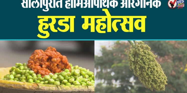 सोलापुरात होमिओपॅथिक ऑरगॅनिक हुरडा महोत्सव