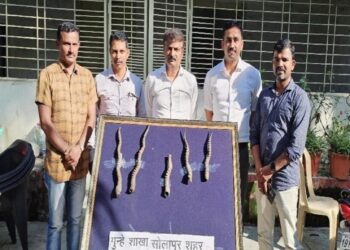 सोलापुरात विनापरवाना काळवीटाची शिंगे बाळगल्याप्रकरणी एकास अटक