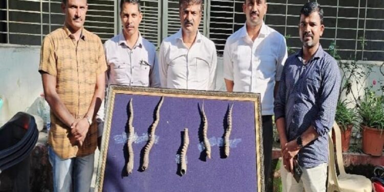 सोलापुरात विनापरवाना काळवीटाची शिंगे बाळगल्याप्रकरणी एकास अटक