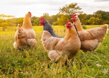 कुक्कुट पालन प्रशिक्षण कार्यक्रमाचे उदघाटन संपन्न