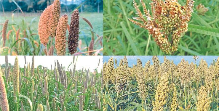 अन्नधान्य, कडधान्य व गळित धान्य पिकांसाठी राज्यांतर्गत पीक स्पर्धेचे आयोजन