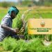 प्रधानमंत्री पिक विमा योजना;खरीप हंगाम 2025 मध्ये सहभाग नोंदवण्यासाठी 30 ऑगस्टपर्यंत मुदतवाढ…