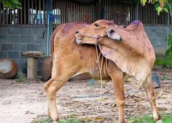 लंपी आजाराच्या प्रतिबंधासाठी जनावरांच्या लसीकरणाबरोबरच स्वच्छताही ठेवावी