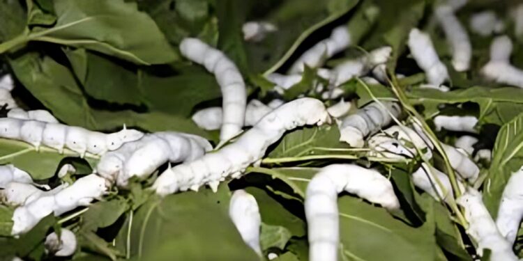 रेशीम विभाग आपल्या दारी – शेतकऱ्यांना रेशीम उद्योगासाठी पुन्हा आवाहन…