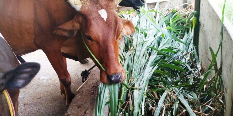 जिल्हा परिषद सेवानिवृत्त शिक्षकांकडून सोमवारी पूरबादीत जनावरांना ७ टन पशुखाद्य वाटप