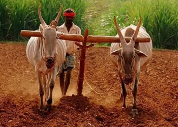 सोलापुरातील साडेसात लाख शेतकऱ्यांचे 720 कोटी अडकले…