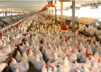 कुक्कुटपालन व्यवसाय प्रशिक्षण तुकडी क्र. ४ चा शुभारंभ