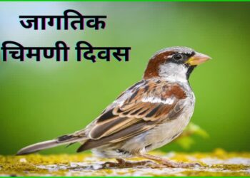 आज आंतरराष्ट्रीय चिमणी दिवस…