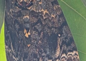 कवटीसारख्या चिन्हामुळे चर्चेत आलेला दुर्मिळ पतंग