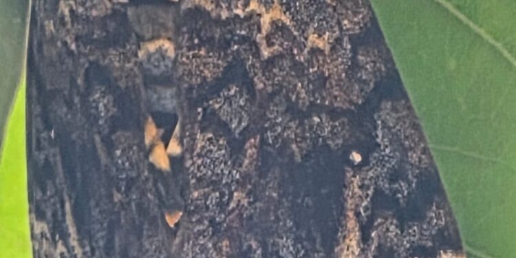 कवटीसारख्या चिन्हामुळे चर्चेत आलेला दुर्मिळ पतंग