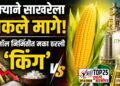 मक्याने साखरेला टाकले मागे! इथेनॉल निर्मितीत मका ठरली ‘किंग’