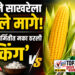 मक्याने साखरेला टाकले मागे! इथेनॉल निर्मितीत मका ठरली ‘किंग’