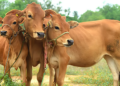 पशुधनाची ‘भारत पशुधन’ प्रणालीवर नोंदणी अनिवार्य …!