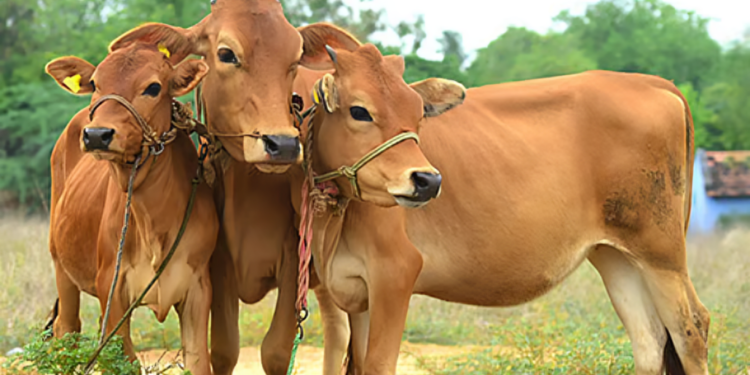 पशुधनाची ‘भारत पशुधन’ प्रणालीवर नोंदणी अनिवार्य …!