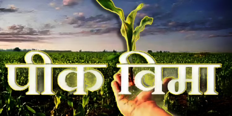खरीप २०२६ मध्ये ३.३२ लाख पीक विमा अर्ज; २.४१ लाख हेक्टर क्षेत्र विमा संरक्षित